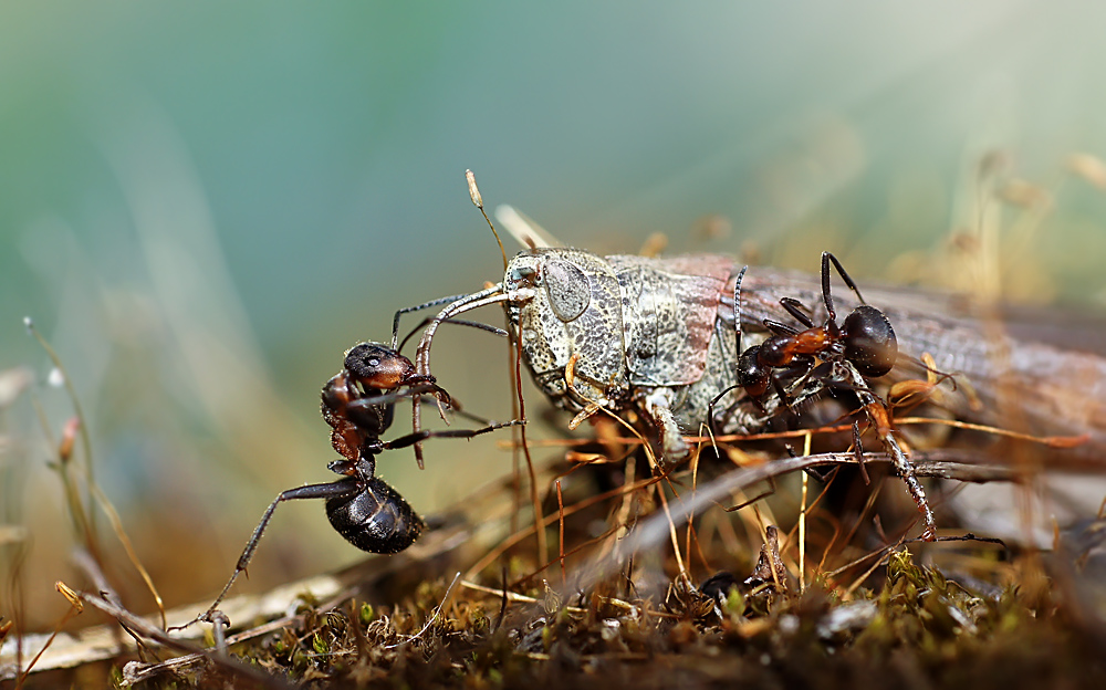фото "Конокрады" метки: макро и крупный план, природа, лето, муравей, насекомое