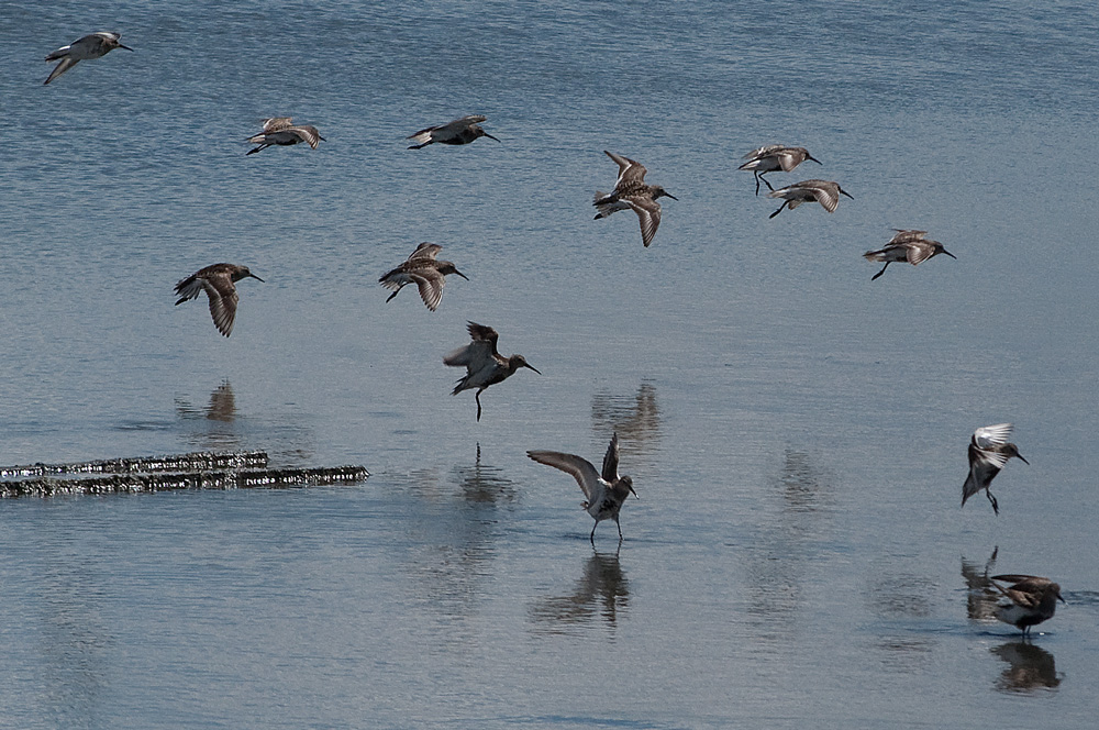 photo "Tagus estuary" tags: landscape, nature, Portugal, estuary waters river spring, water, wild animals