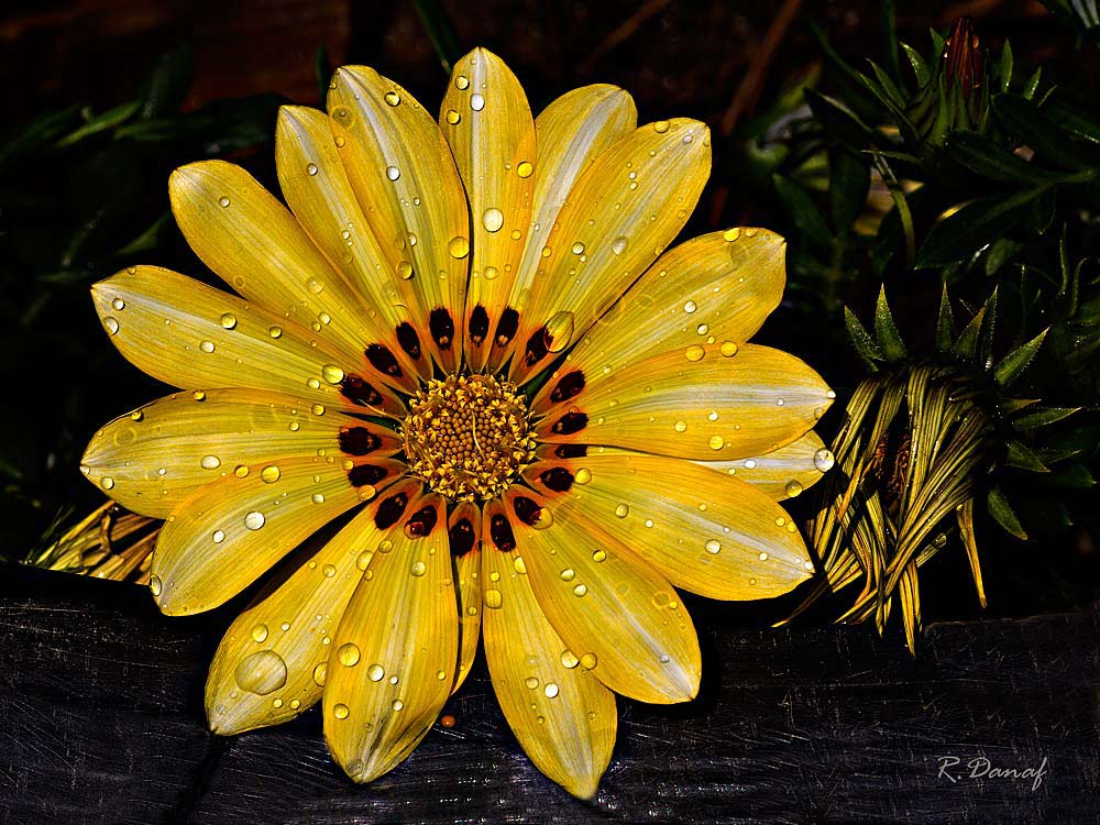 photo "Gazania" tags: nature, flowers