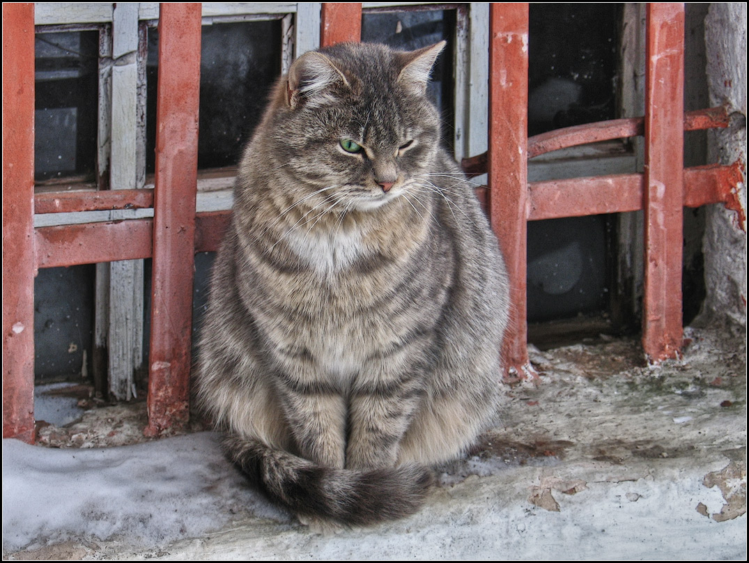 фото "с днём кошек))" метки: природа, портрет, 