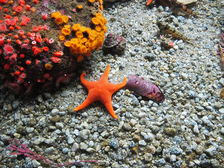 photo "***" tags: nature, underwater, travel, аквариум, оранжевая морская звезда