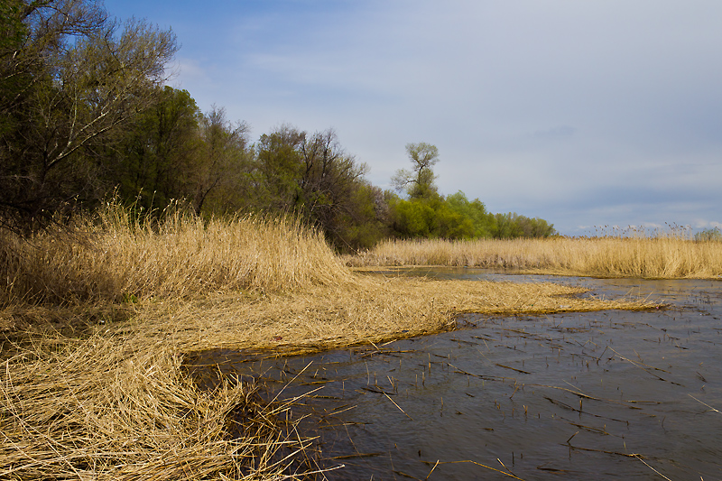 photo "***" tags: landscape, nature, Dnieper, clouds, coast, leaf, river, spring, tree, water, камыши, кусты, плавни