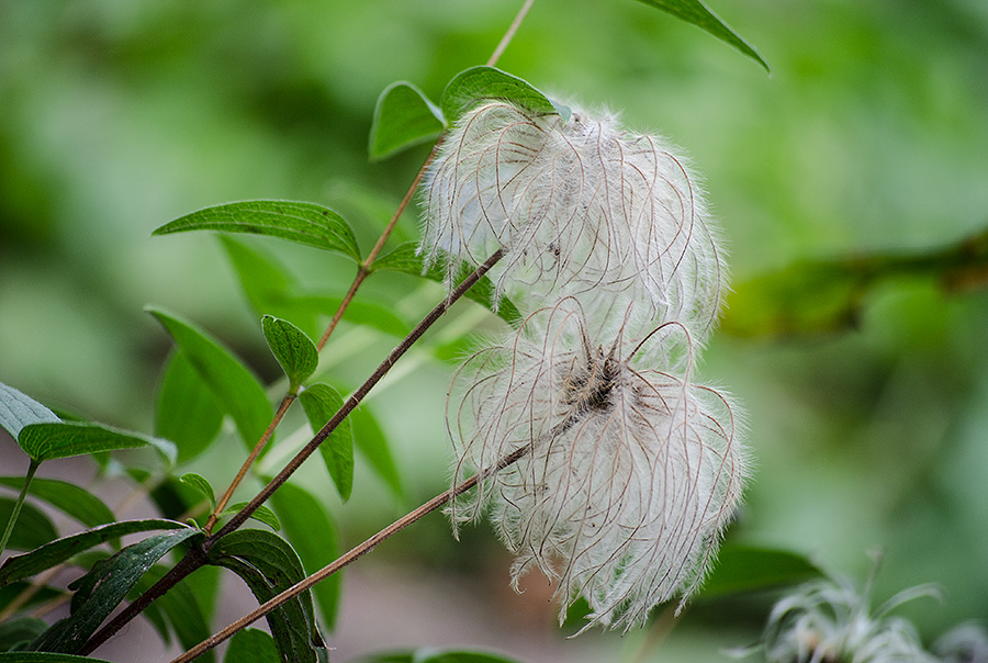 photo "***" tags: nature, macro and close-up, flowers, summer