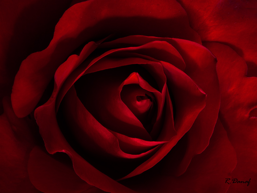 photo "Red Rose" tags: nature, flowers