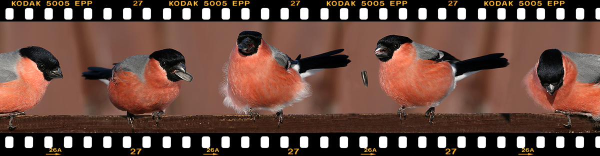 photo "Short-length film" tags: nature, montage, bird, wild animals, снегири