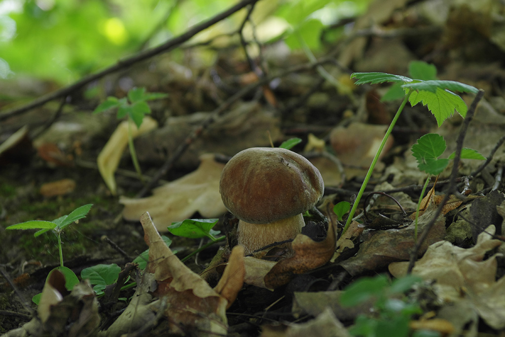 photo "***" tags: nature, forest, summer, белый, боровик, гриб