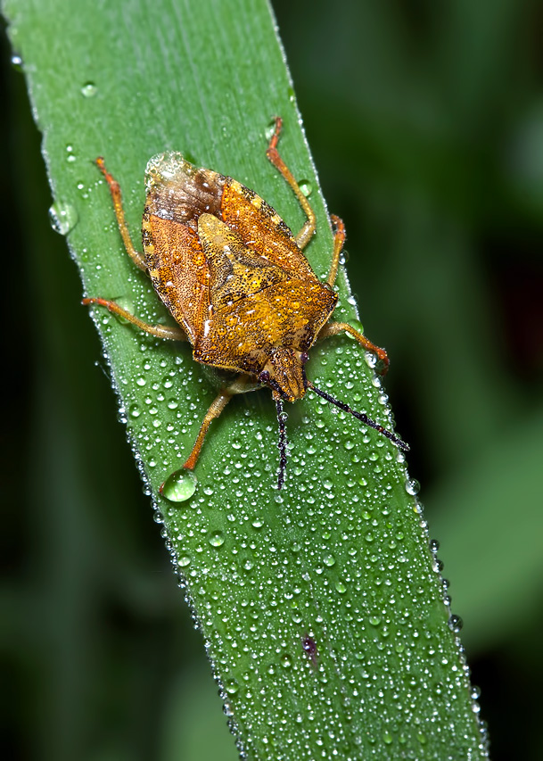 photo "***" tags: macro and close-up, drop, rain, клоп, роса