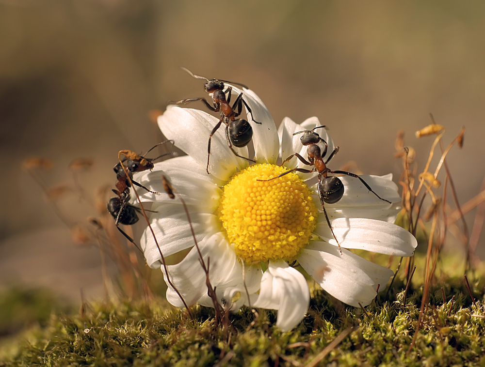 фото "Три богатыря" метки: , муравей, насекомое, цветы
