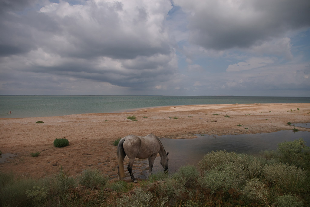 photo "***" tags: landscape, nature, Crimea, pets/farm animals, sea, water