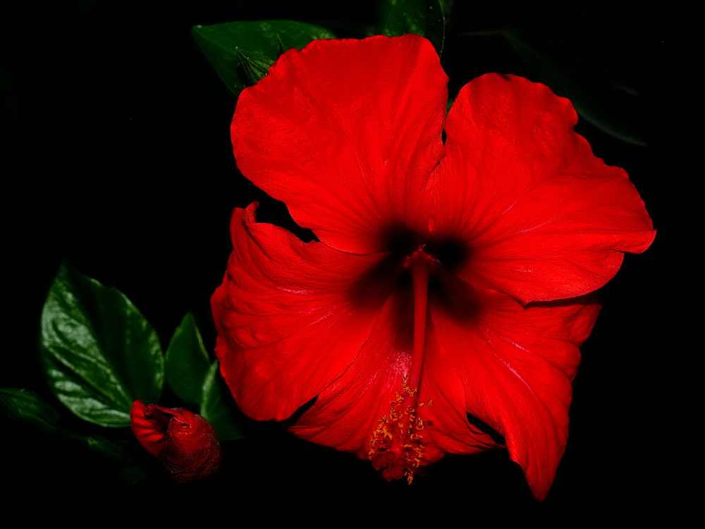 photo ""Hibiscus..."" tags: nature, 