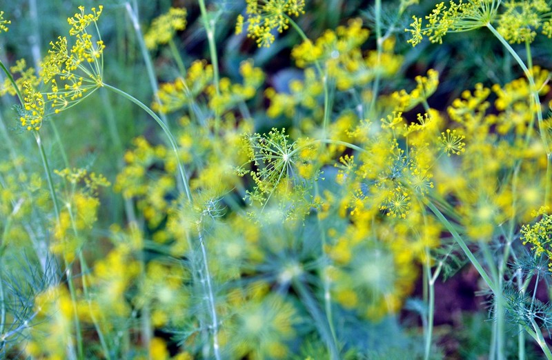 photo "Summer" tags: macro and close-up, landscape, flowers, forest, summer