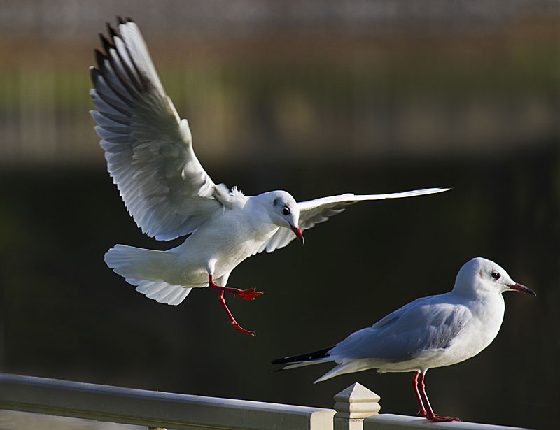 photo "Landing" tags: nature, 