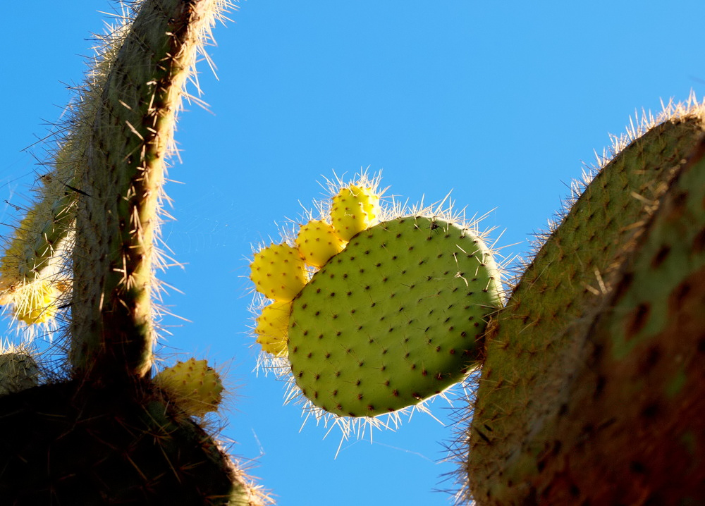 фото ""Cactus..."" метки: природа, 