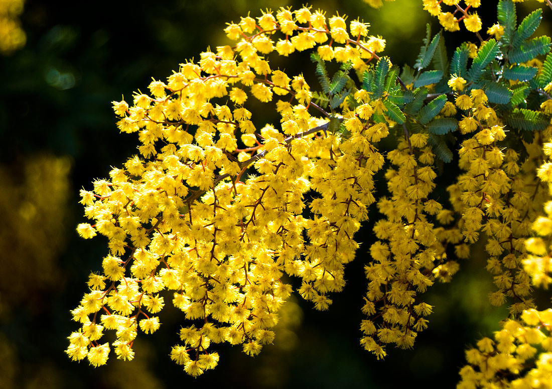 photo "The splash of yellow" tags: nature, flowers