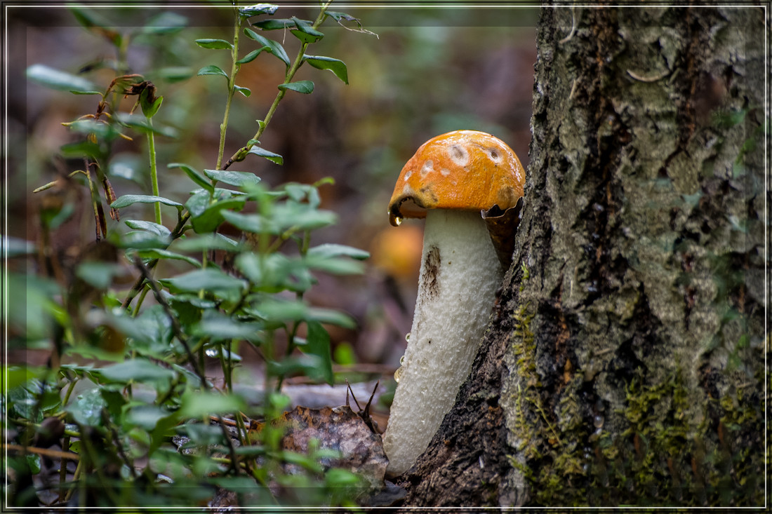 photo "***" tags: nature, macro and close-up, forest, summer