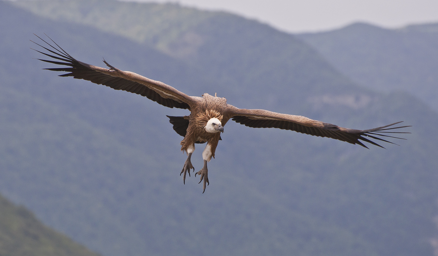 photo "***" tags: nature, look, mountains, wings, Сип, размах