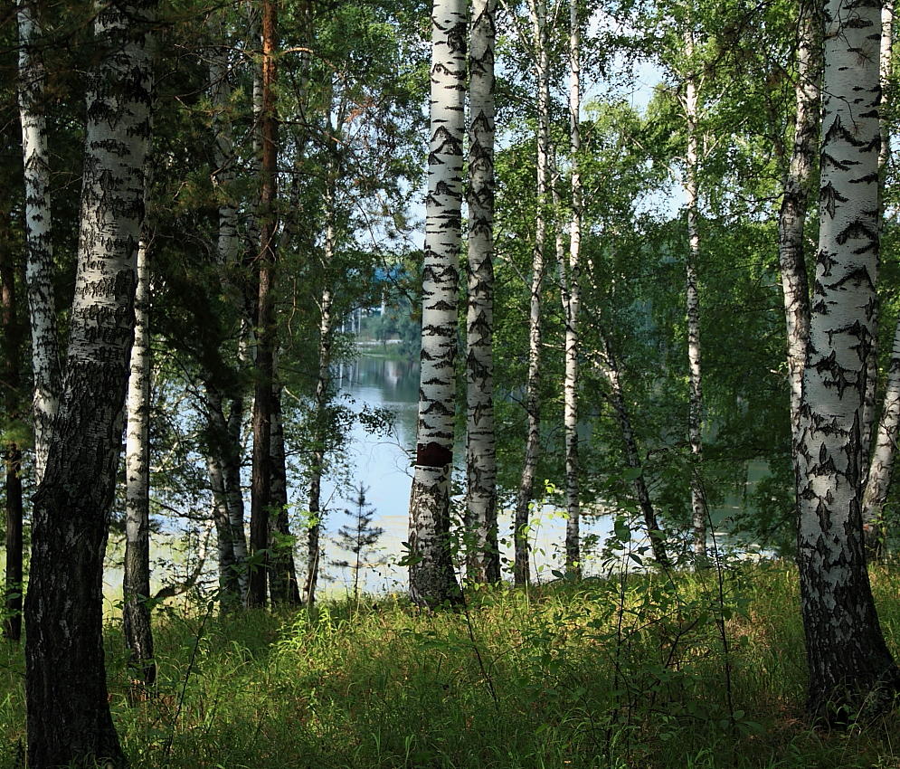 photo "***" tags: landscape, forest, lake, summer, water