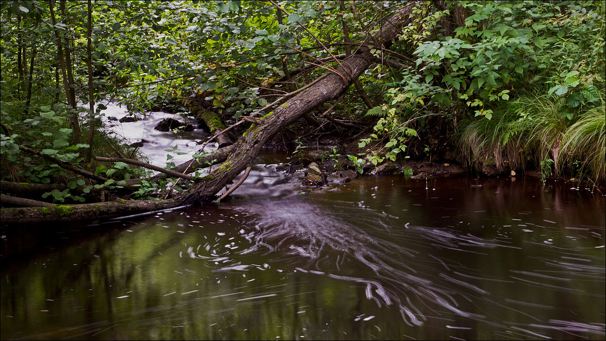 photo "Stream" tags: landscape, forest, summer, water