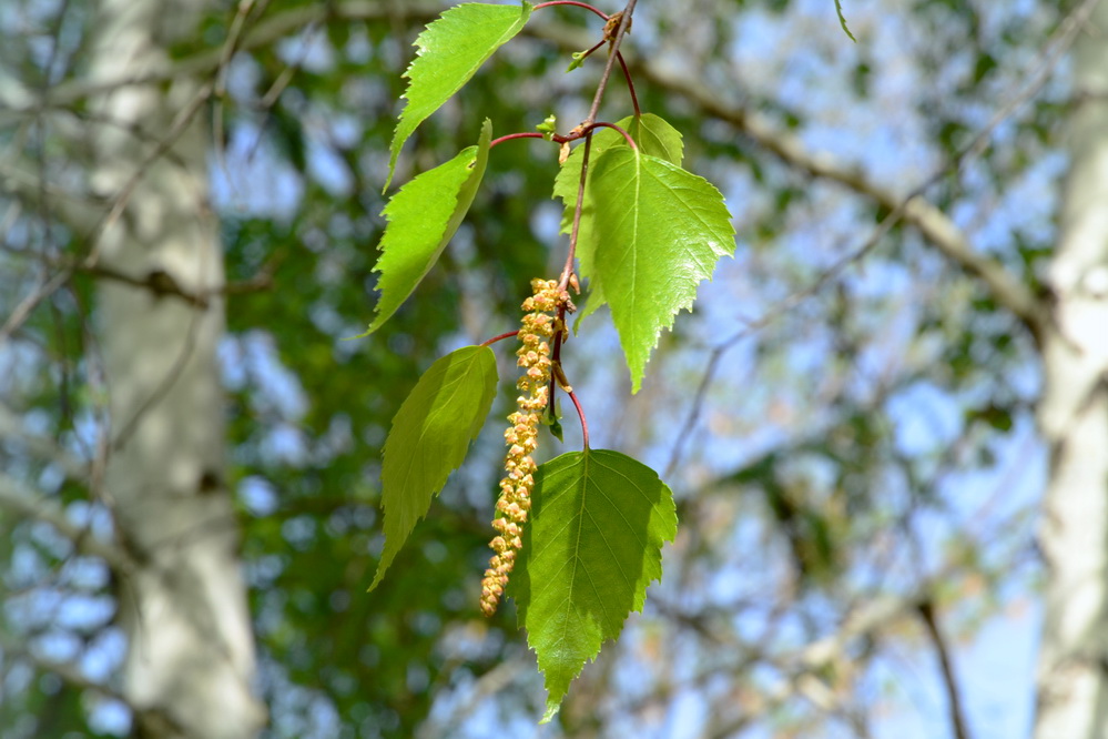 photo "***" tags: nature, 