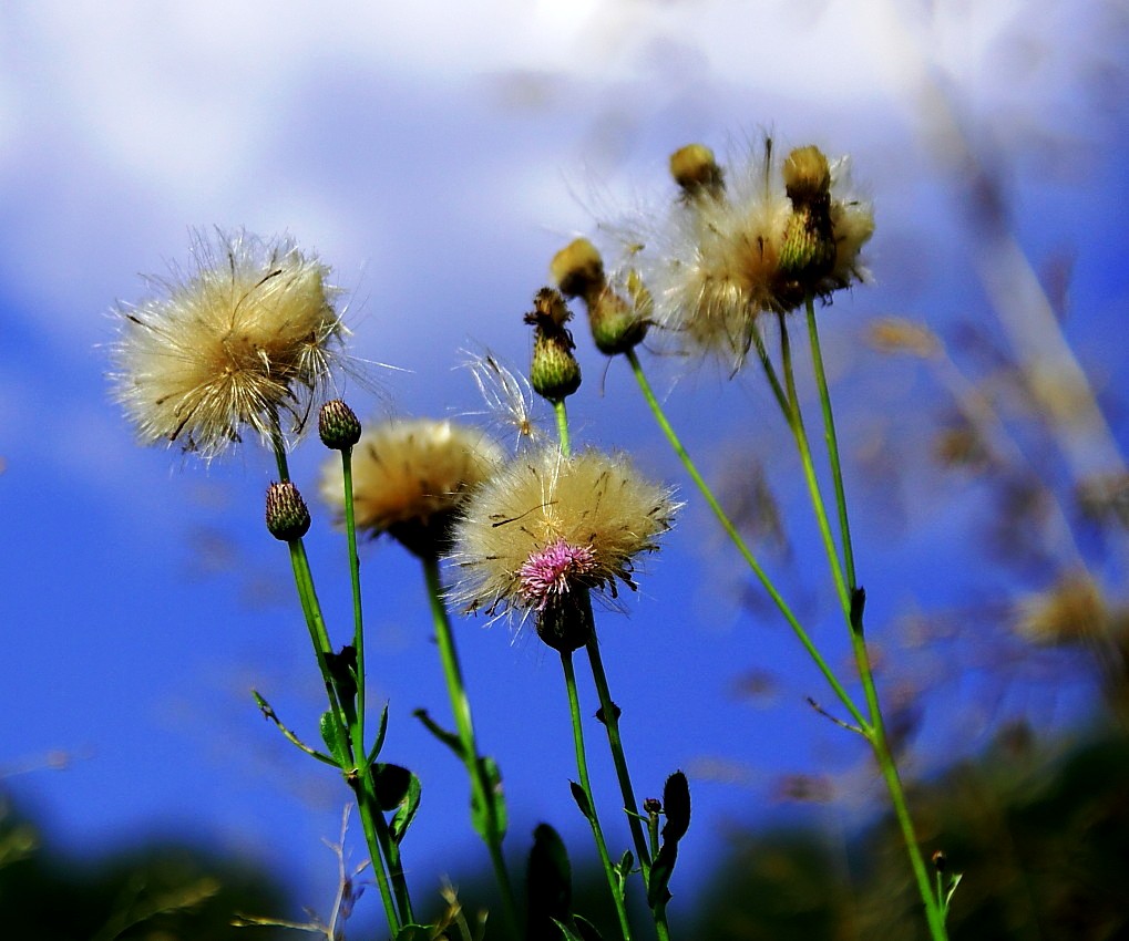 photo "***" tags: nature, flowers, summer