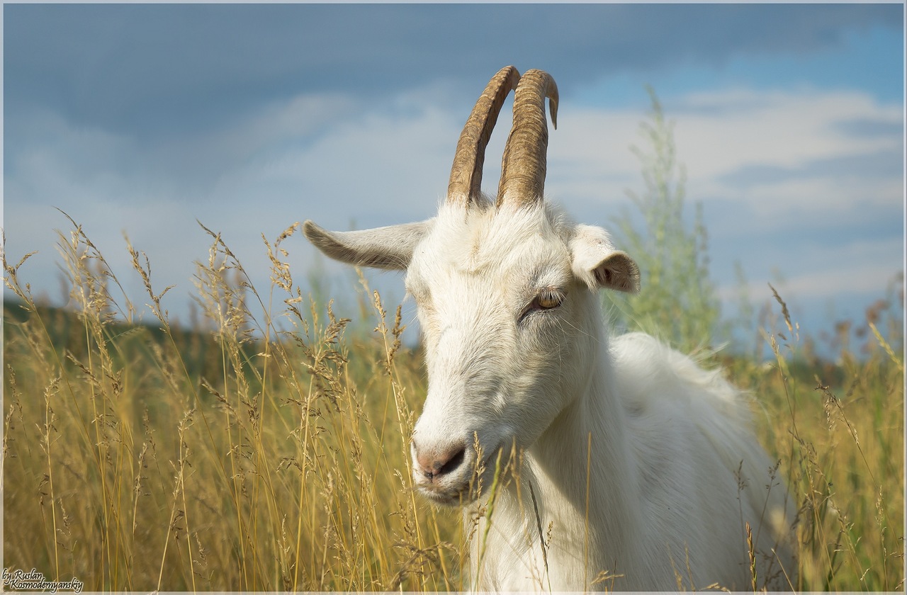 photo "***" tags: nature, field, pets/farm animals, животные, коза