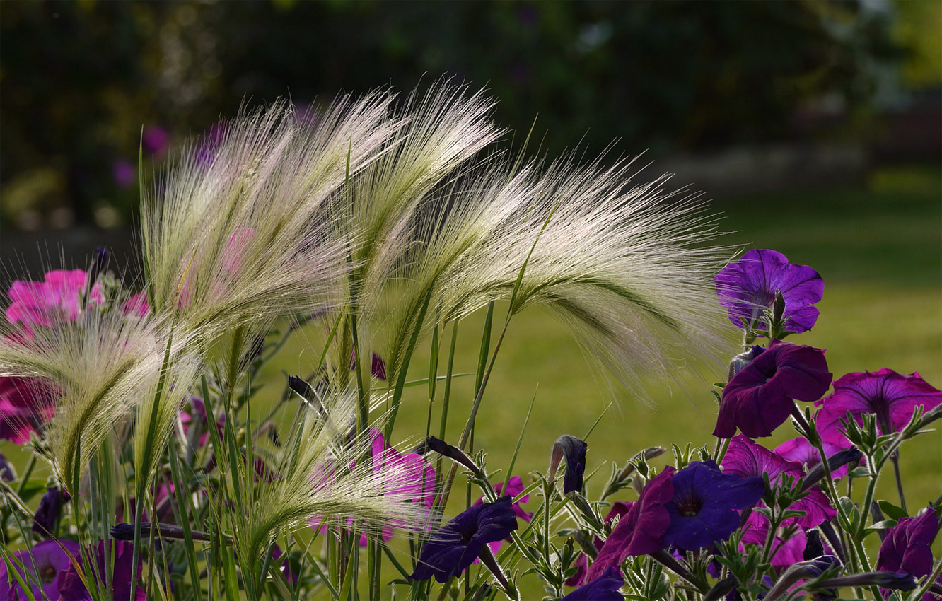 photo "Feather, grass prairie is not only" tags: nature, flowers