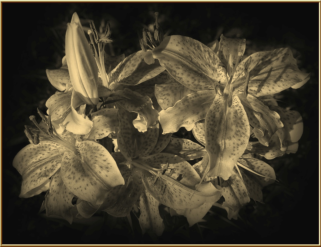 photo "Lily" tags: nature, black&white, flowers, summer, лилии