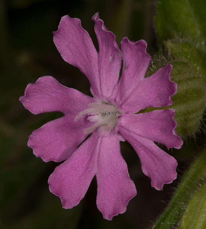 photo "silene dioica" tags: macro and close-up, nature, silene dioica