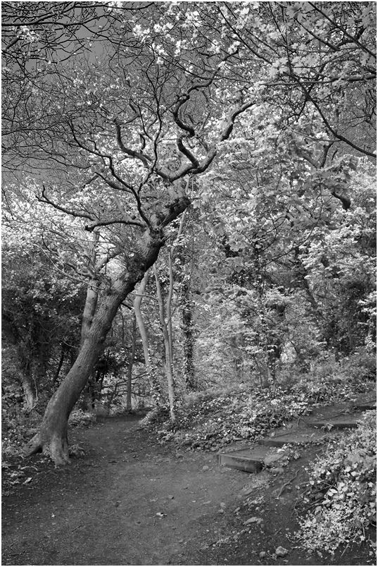 photo "***" tags: nature, black&white, tree, дерева, чёрно-белое