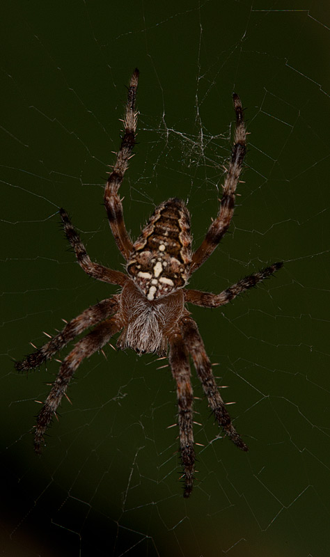 photo "***" tags: macro and close-up, nature, araneus diadematus