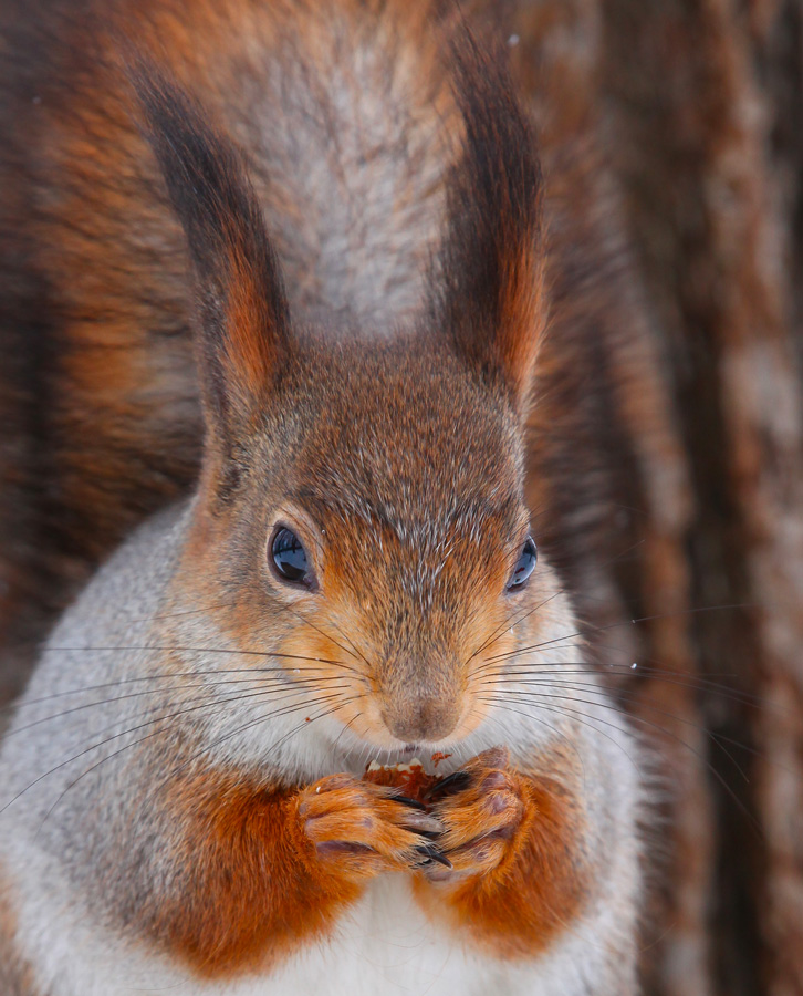 photo "***" tags: nature, misc., autumn, squirrel, портрет белки, сидит