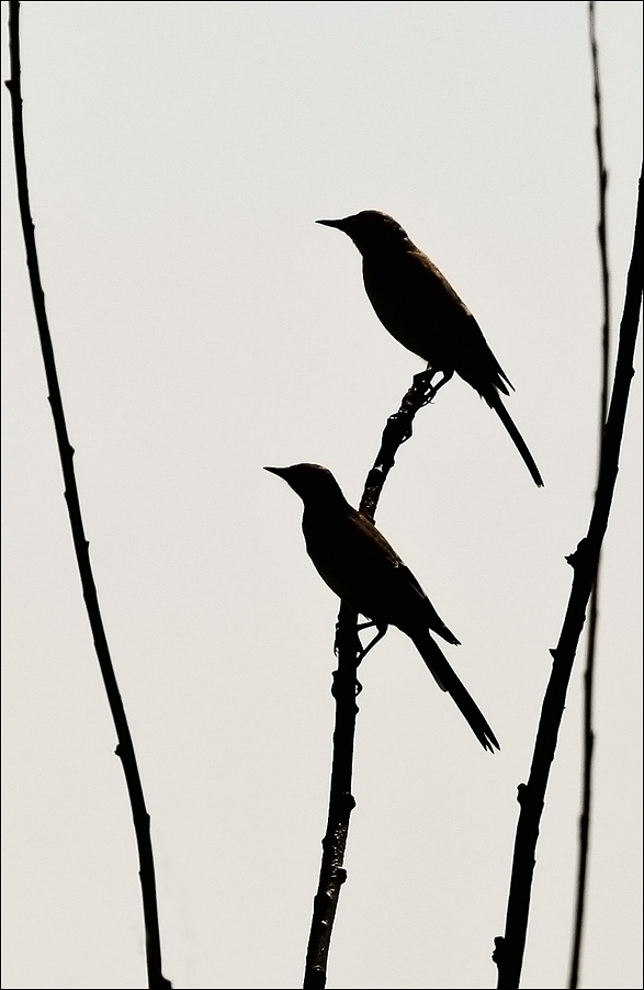 photo "Together" tags: nature, bird, morning, wild animals