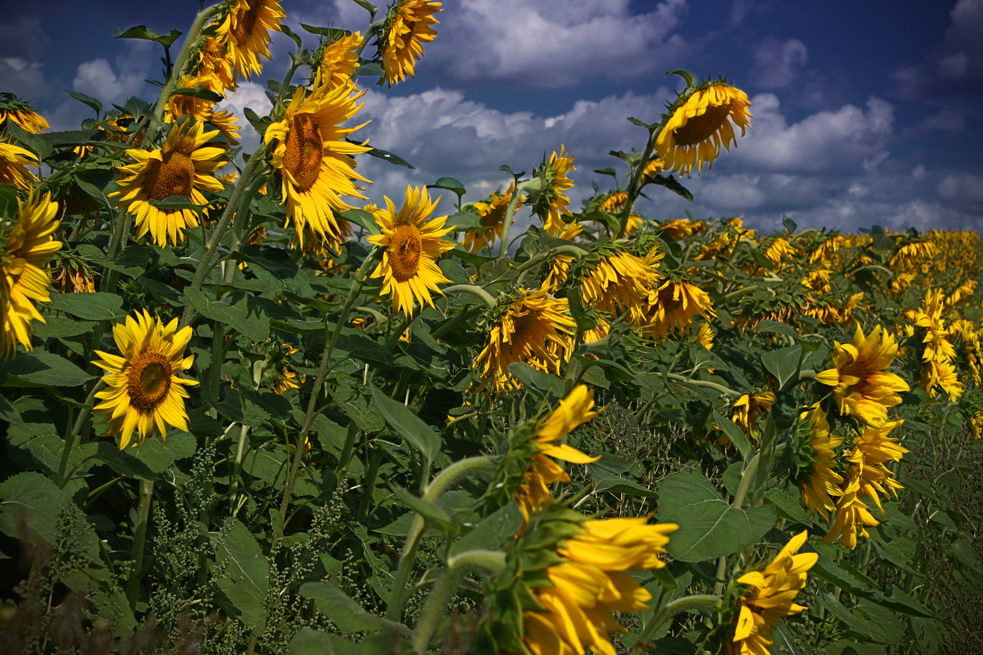 photo "Sunflowers" tags: landscape, 