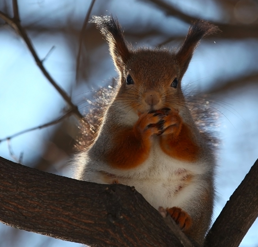 photo "***" tags: nature, squirrel, sun, wild animals, winter, грызет орех на ветке, портрет белки