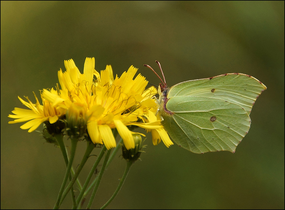 photo "Cabbage butterfly" tags: nature, macro and close-up, flowers, insect, summer