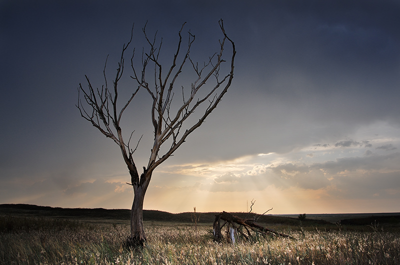 photo "A lonely old age" tags: landscape, clouds, tree