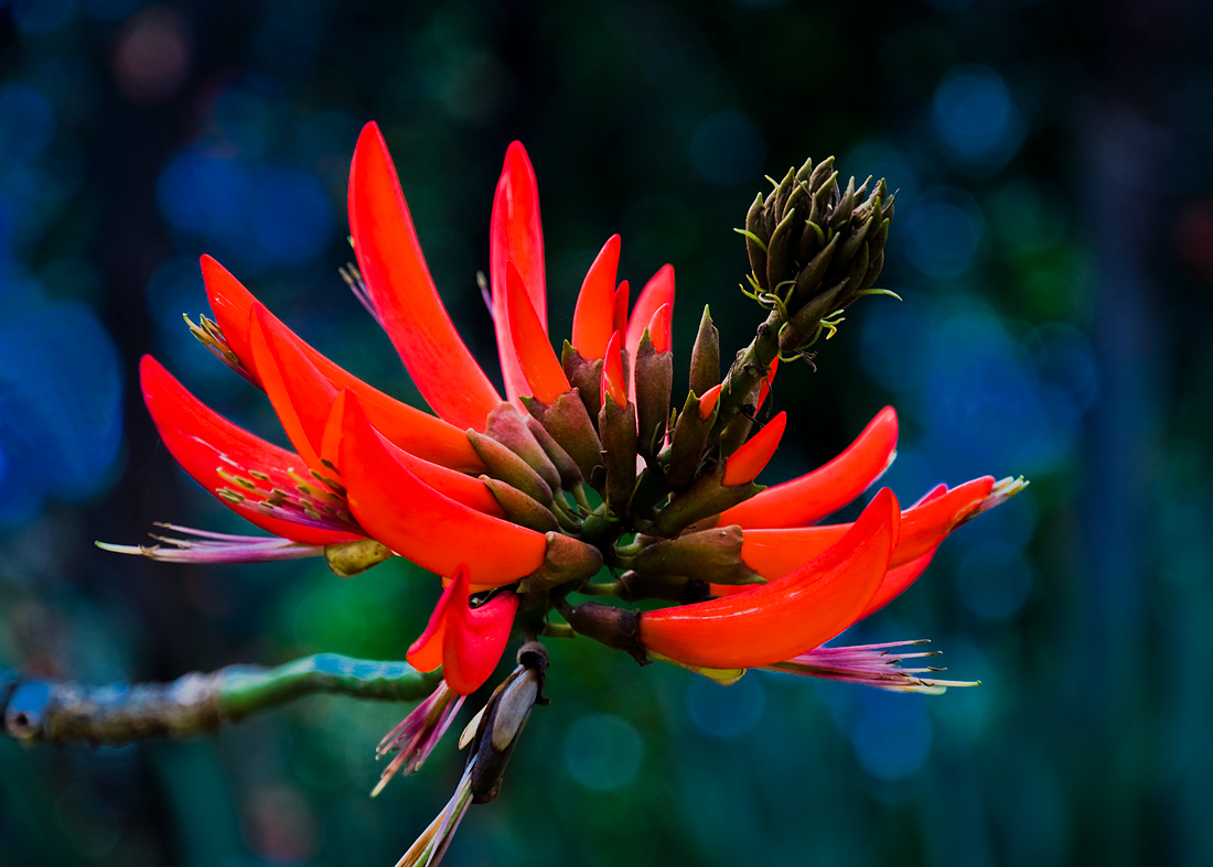 photo "Red spider" tags: nature, macro and close-up, flowers