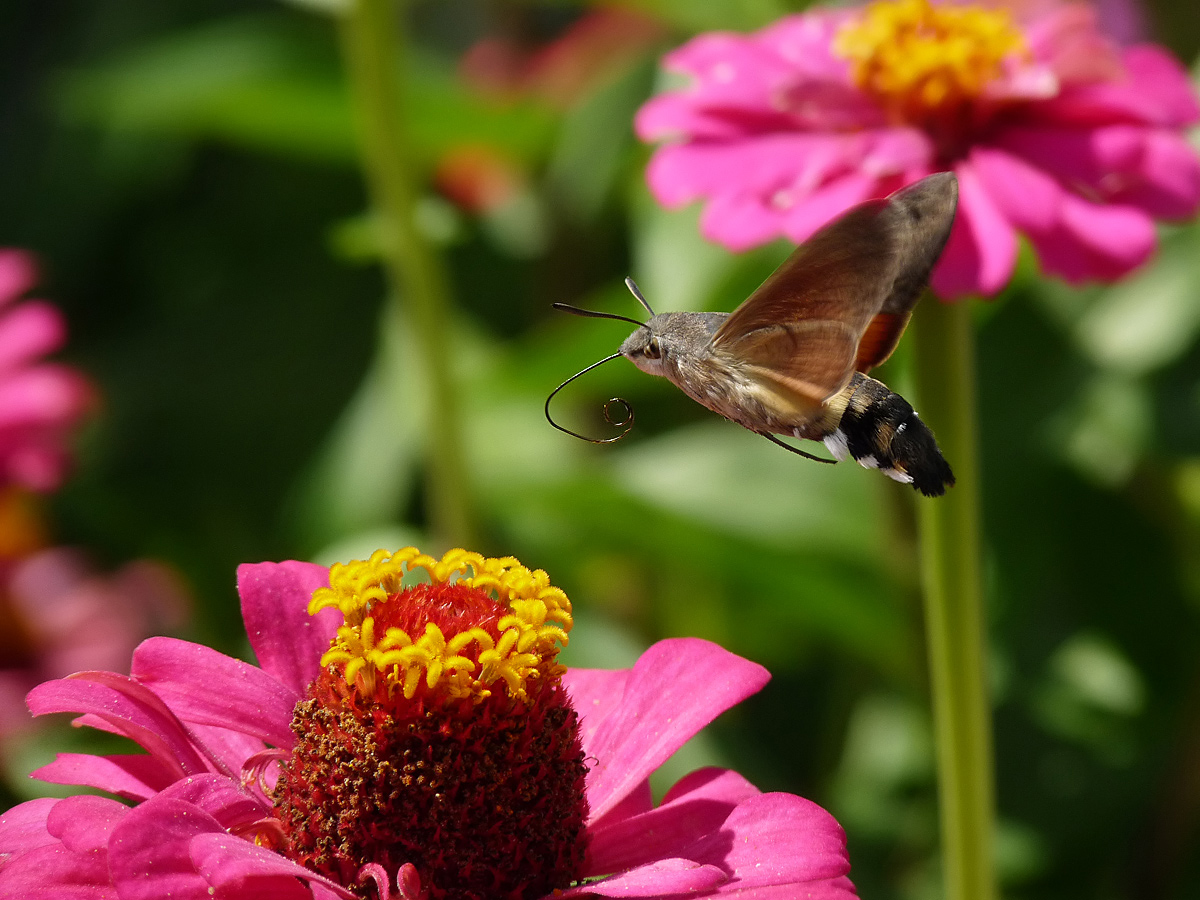 photo "***" tags: nature, insect