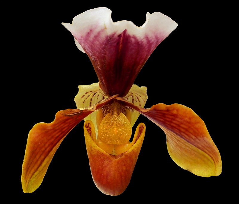photo "Orchid" tags: nature, macro and close-up, flowers