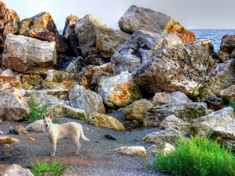 photo "Between rocks" tags: landscape, nature, travel, pets/farm animals