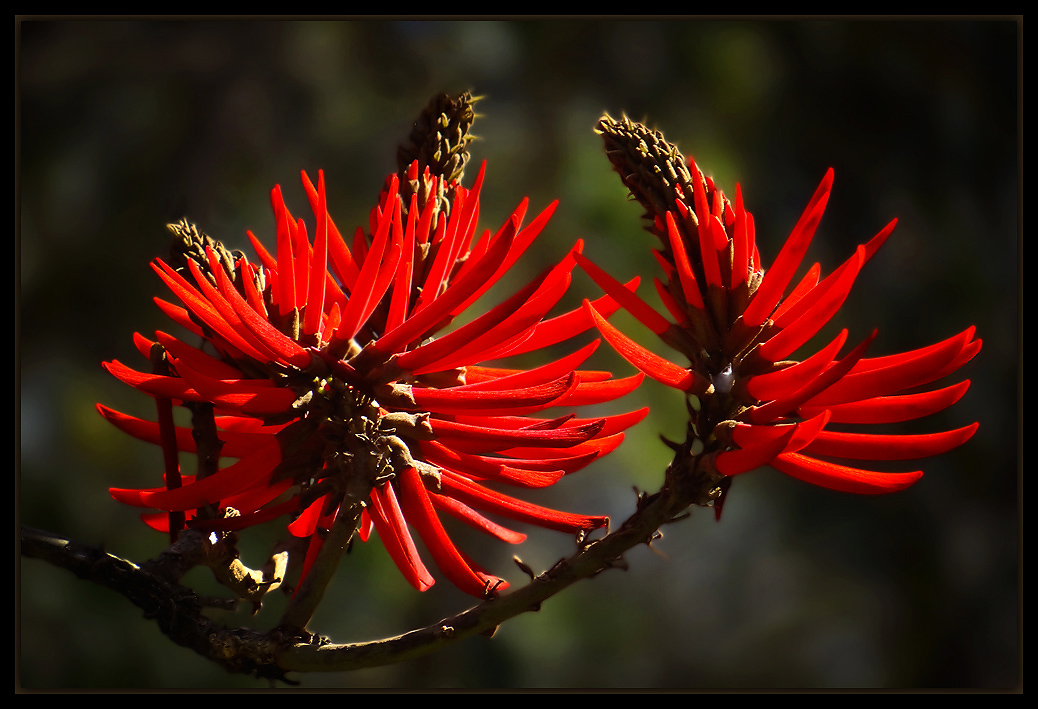 photo "***" tags: nature, flowers