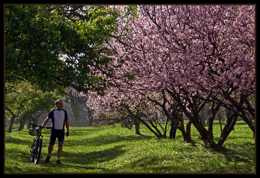 photo "***" tags: landscape, nature, flowers, spring