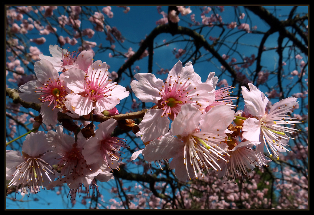 photo "***" tags: nature, flowers, spring