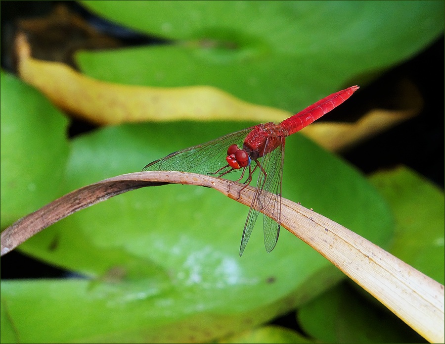 photo "Braking by reverse of thrust." tags: macro and close-up, nature, insect, стрекоза