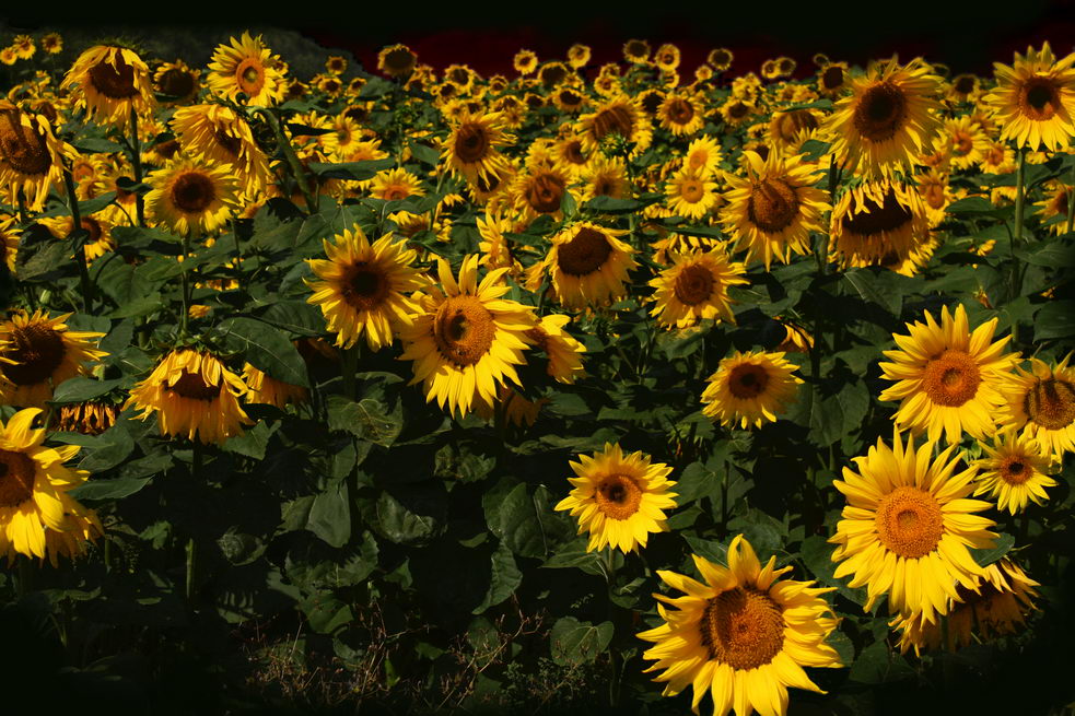 photo "Sunflowers 2" tags: landscape, 