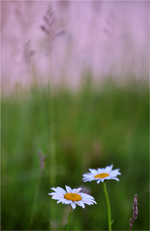 фото "Ромашки" метки: природа, 