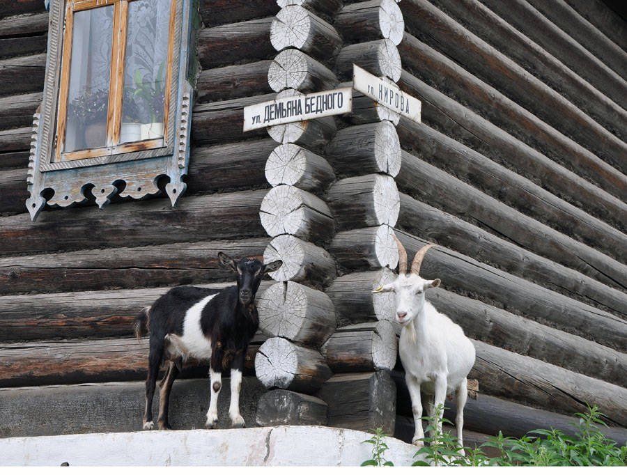 фото "Забили стрелу:)" метки: юмор, природа, 