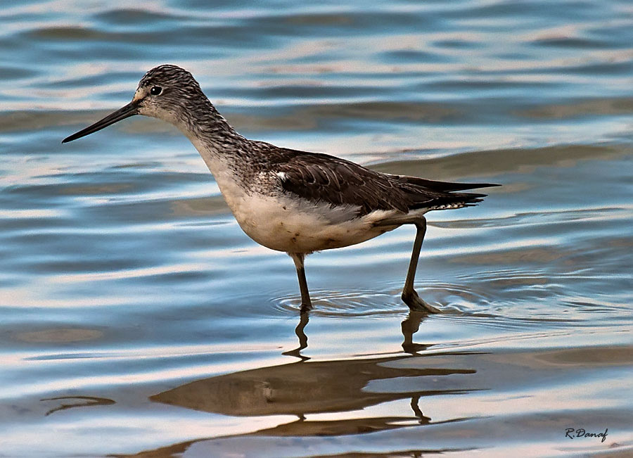 photo "Sand piper" tags: nature, 