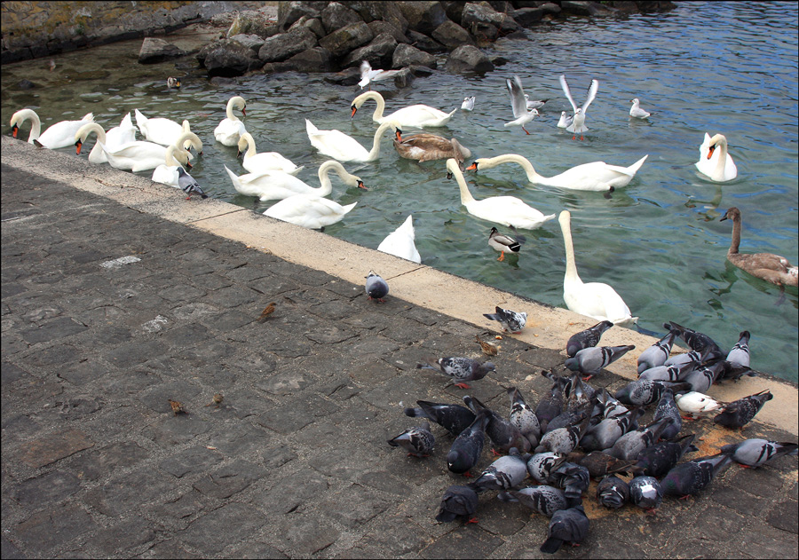 photo "Elite and people" tags: nature, humor, 