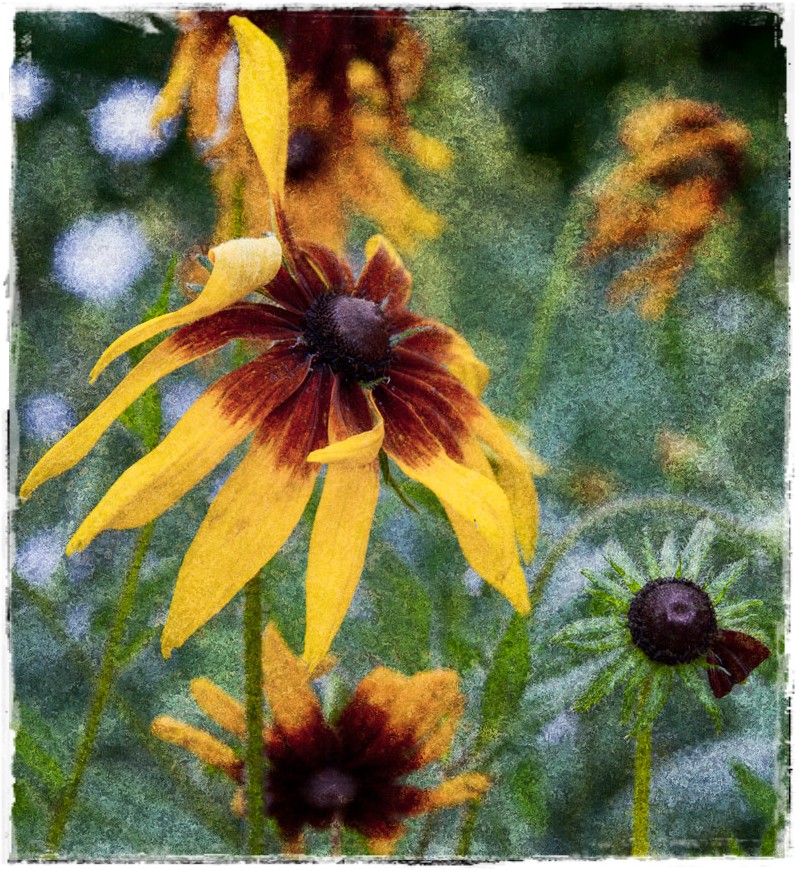 photo "flowers" tags: nature, digital art, 